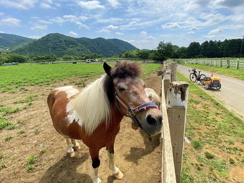 広大な服部牧場で放牧された馬と戯れた