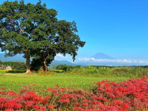 彼岸花の向こうに巨木と富士山が見える