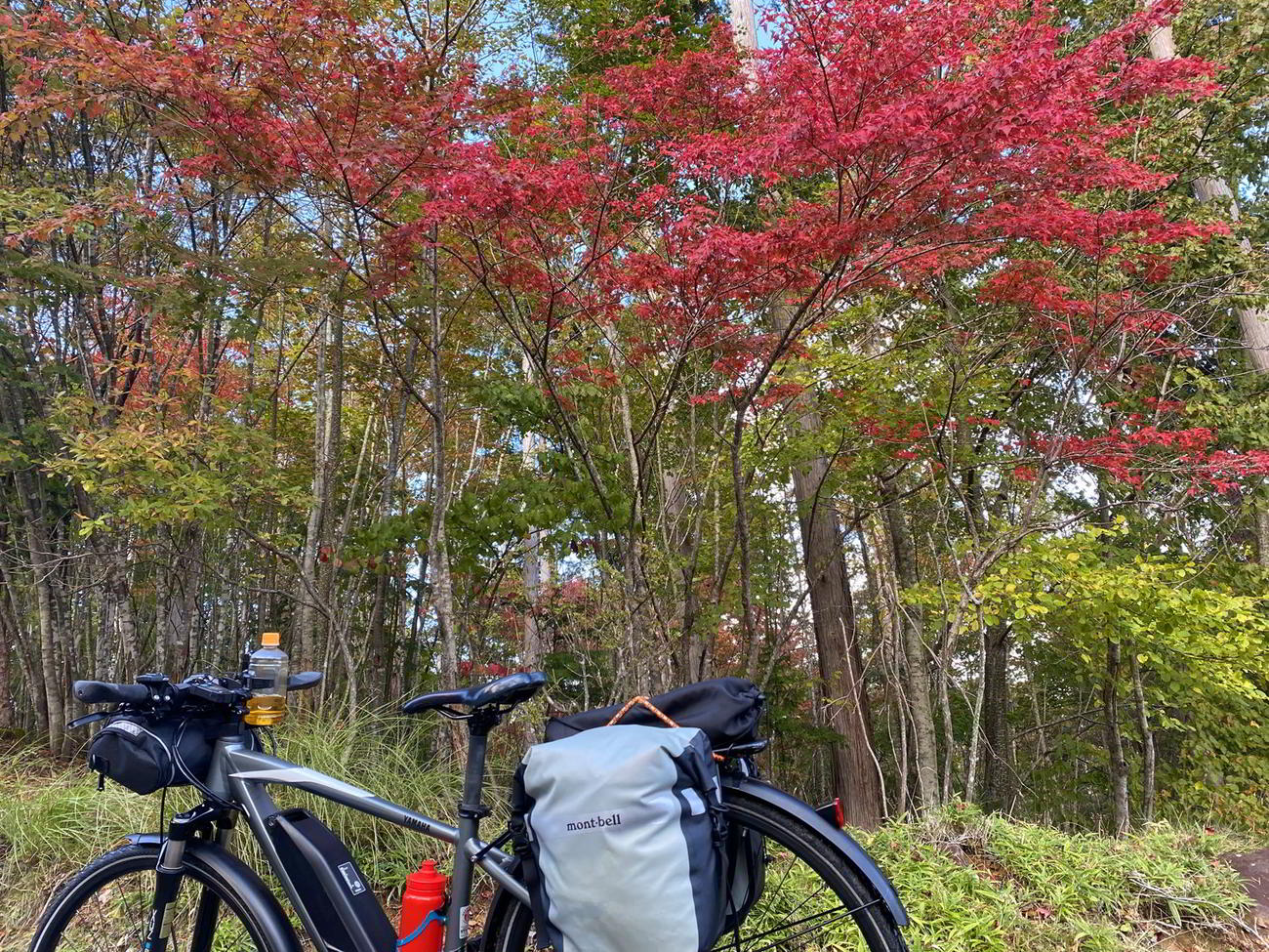 数は少ないが紅葉している木もいくつかあった