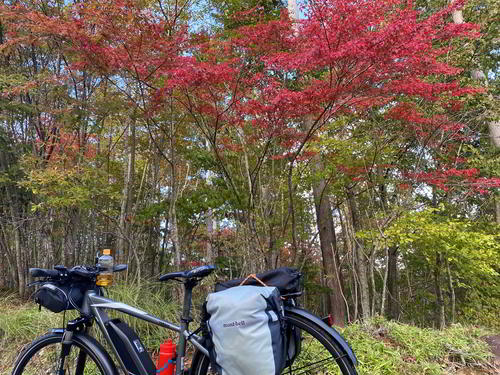 数は少ないが紅葉している木もいくつかあった