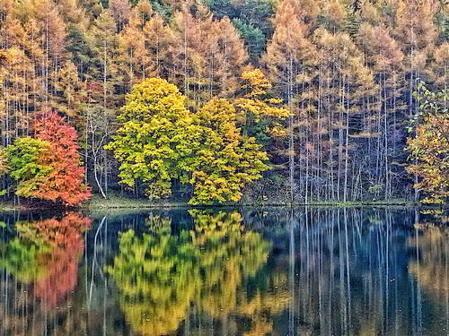 長野県茅野市にある御射鹿池。紅葉する木々が池の水面に映る