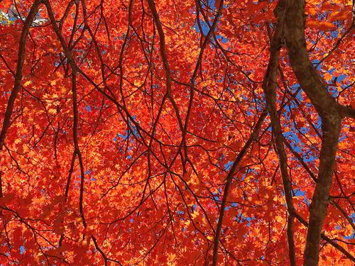 横谷観音で見た燃えるような紅葉。いまの季節しか見ることができない特別な景色