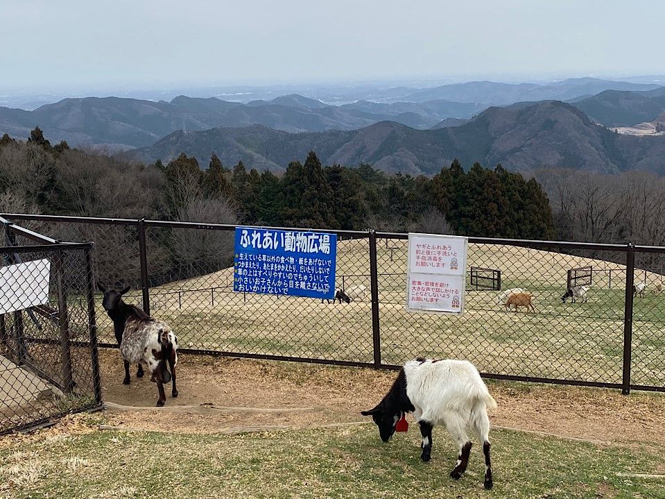 山の上にある「彩の国ふれあい牧場」。高原の動物たちはどこかのんびりしていた