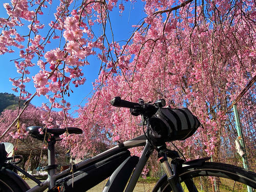 ピンク色のしだれ桜が咲いていたのでE-Bikeと記念撮影