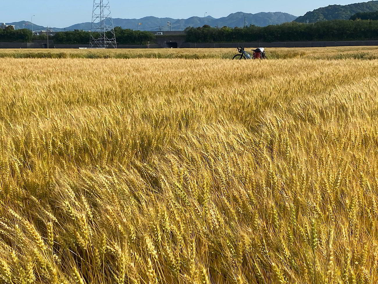 広大な麦畑の中を進んで行く