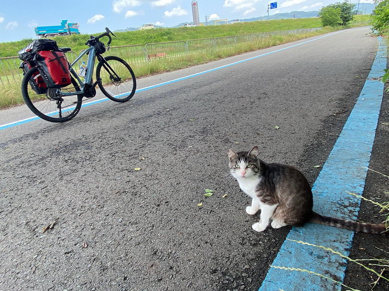 野良猫が珍しいそうにこっちを見ていた