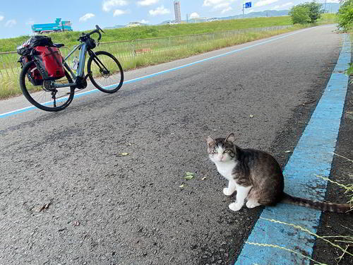 野良猫が珍しいそうにこっちを見ていた