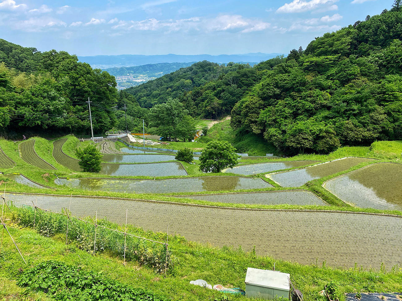 峠を越えて奈良側を下ってゆくと棚田が現れた