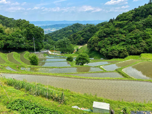 峠を越えて奈良側を下ってゆくと棚田が現れた