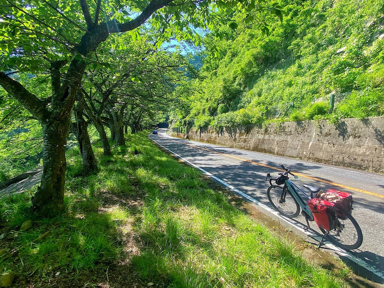 春になると桜が咲き観光客でいっぱいになる『奥琵琶湖パークウェイ』