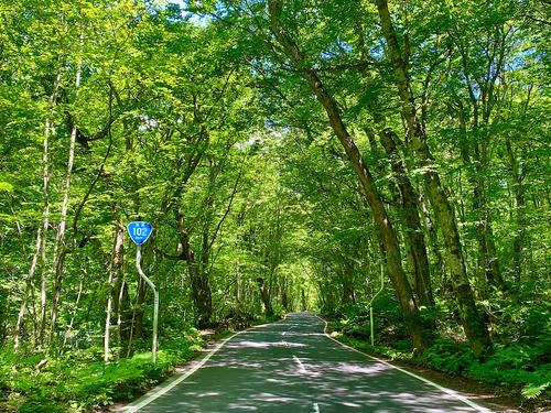 緑のトンネル。本州最後のステージとなった『十和田湖＆奥入瀬渓流の道』