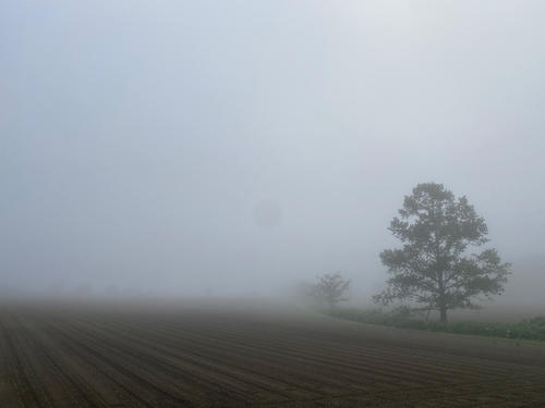 朝霧の中を走る。深い霧に包まれた田園地帯、幻想的な景色に目を奪われる