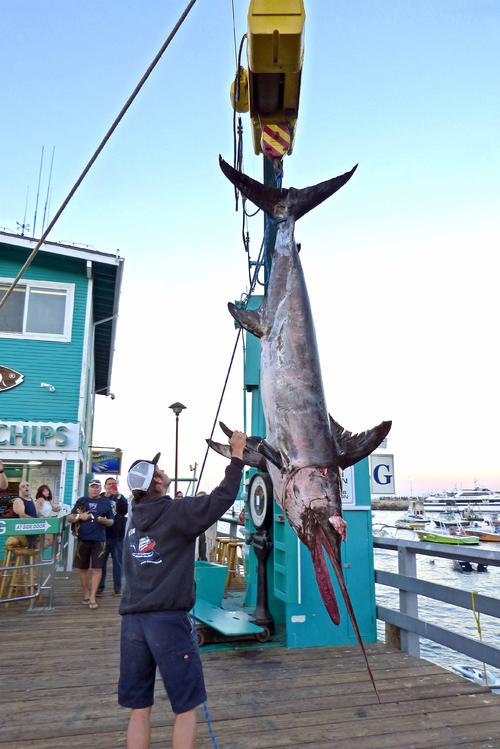 カタリナ周辺ではこんな大きなカジキマグロも釣れます