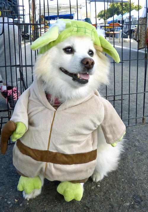 スター・ウォーズのキャラクターは人間だけでなく、ペットにも人気
