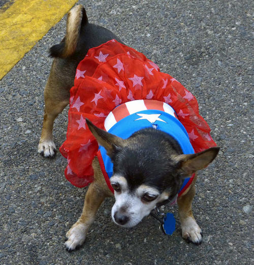 愛犬にもコスプレがLAのトレンドです