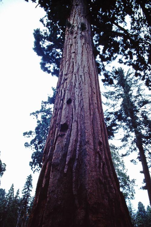 写真には納まりきらない大きさのシャーマン将軍の木は一見の価値あり