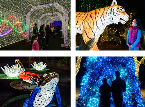 夜の動物園でイルミネーションを楽しめるイベントは年明けまで開催中です(写真は公式HPより)