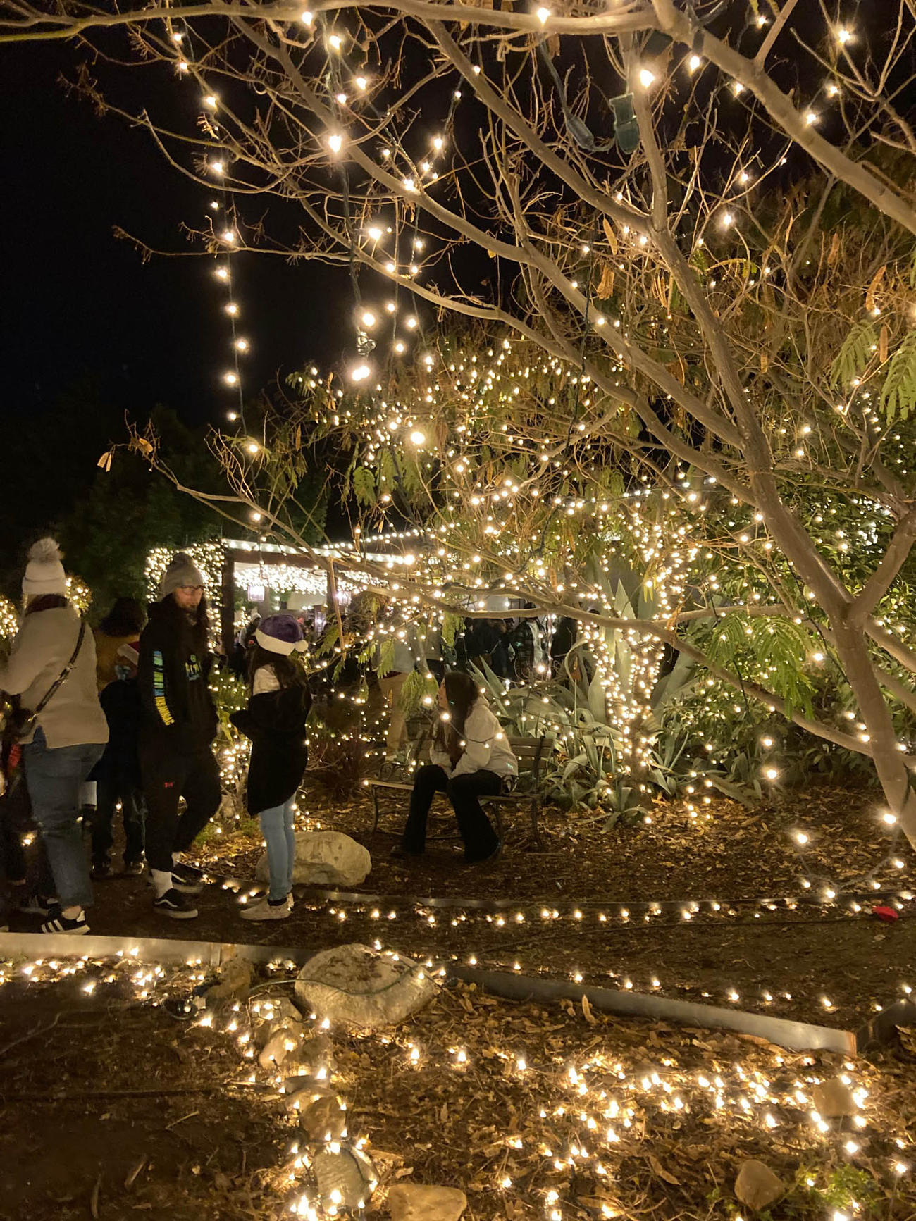 ライトアップされた幻想的なラベンダー畑を散策するクリスマス限定のイベントは週末にはソルドアウトになるほどの人気