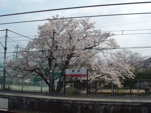 ＜5＞櫟本駅のホームは桜で彩られていた