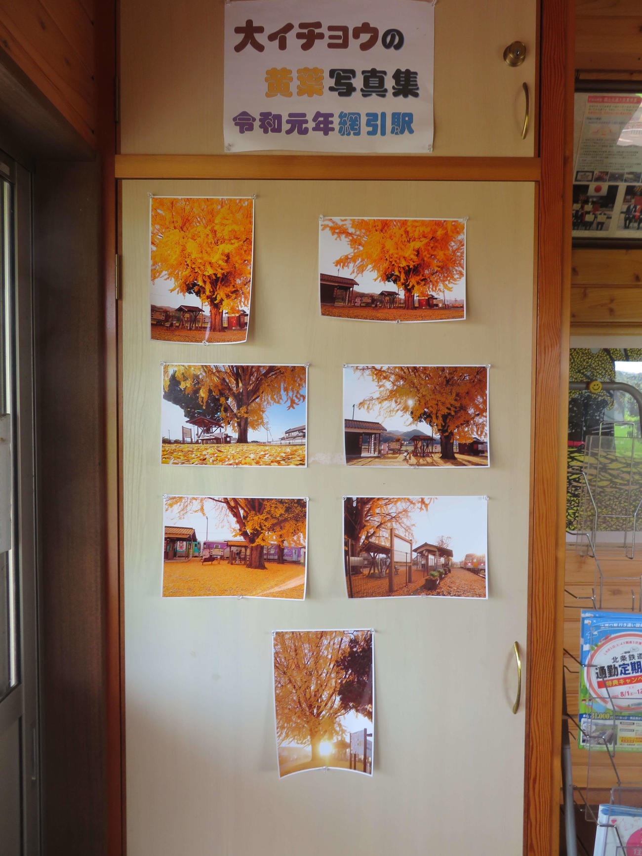 〈5〉網引駅の待合室に張られたイチョウの写真集
