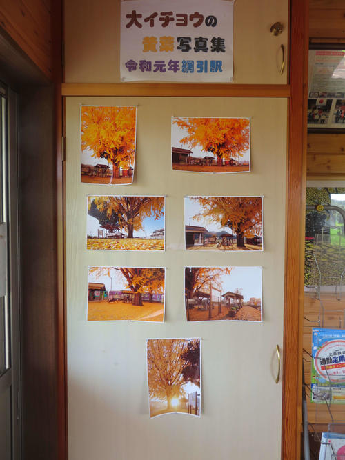 〈5〉網引駅の待合室に張られたイチョウの写真集