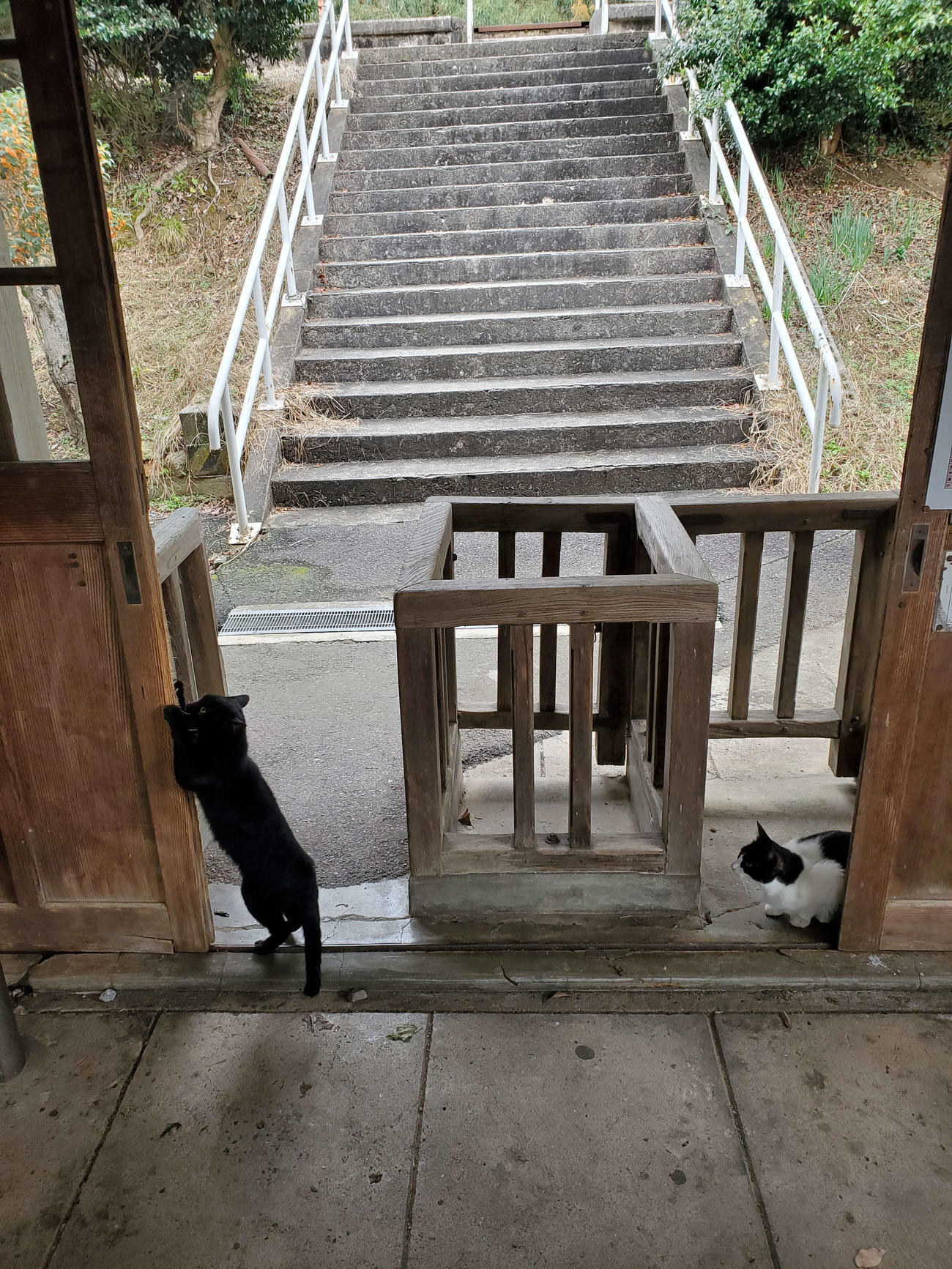 〈10〉爪とぎが開始された