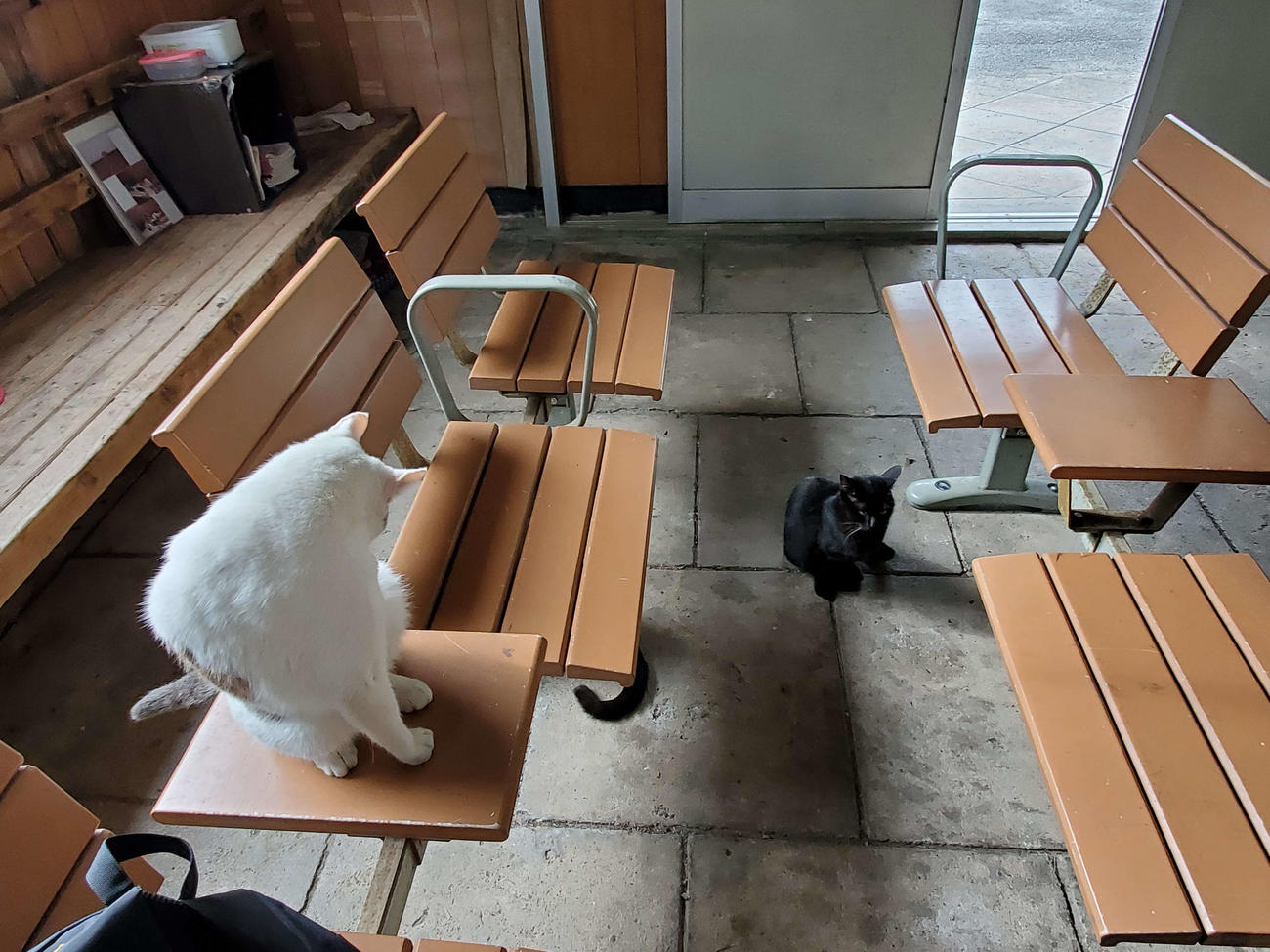 〈9〉駅舎内では毛繕いと休憩中