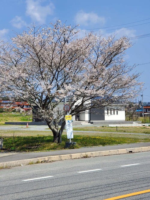 〈5〉バス停は満開の桜に抱かれていた