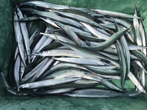 前川さんの釣果