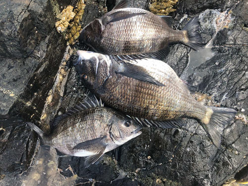 当日の釣果