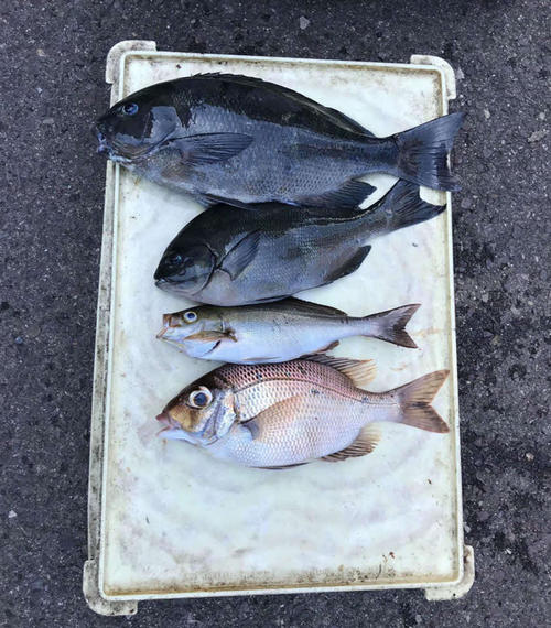 当日の釣果