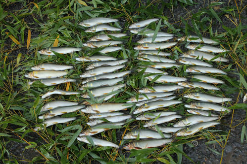 当日の釣果