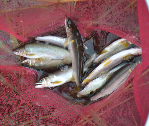 釣られた那珂川のアユ