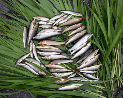 当日の釣果