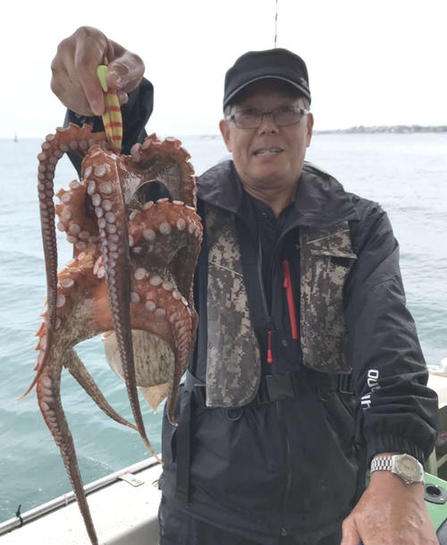 丸松乗合船で1日に明石沖へ出た人が釣り上げた良型のマダコ