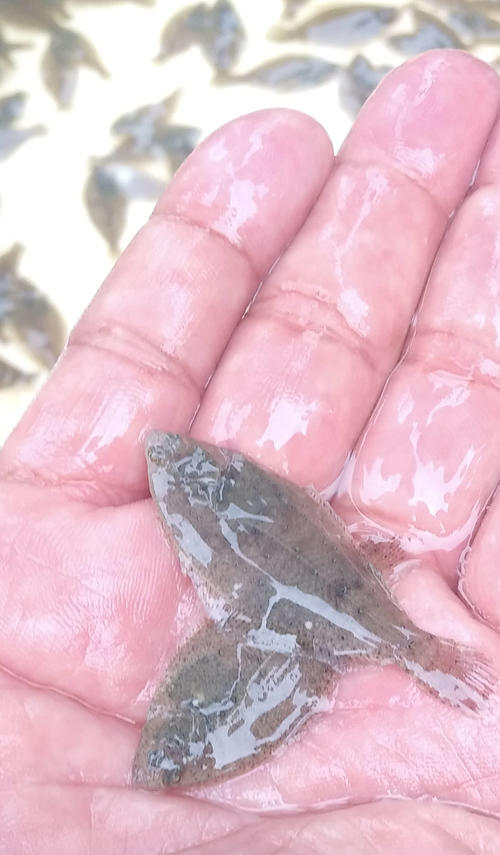 放流されたマコガレイ。こんなに小さい