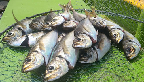 東京湾 さぁ夏休み アジ釣り始めませんか 釣り 日刊スポーツ