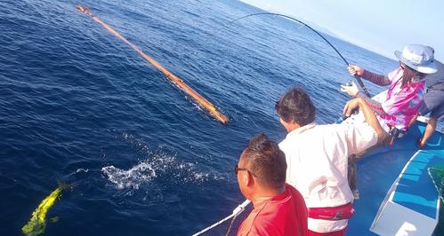 シイラは浮いている物体につく。都合よく現れた約5メートルの流木。やっぱりシイラがいた