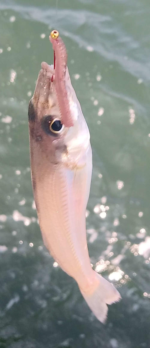 パールピンクの魚体が美しいシロギス。エサの青イソメの垂らしは2～3センチがベストだ