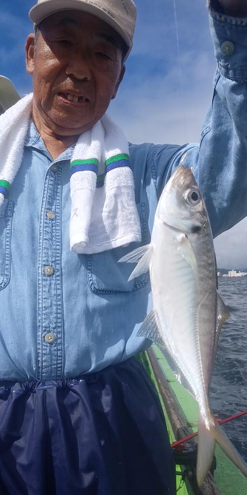 このサイズが釣れる。東京湾のアジ、サイコー