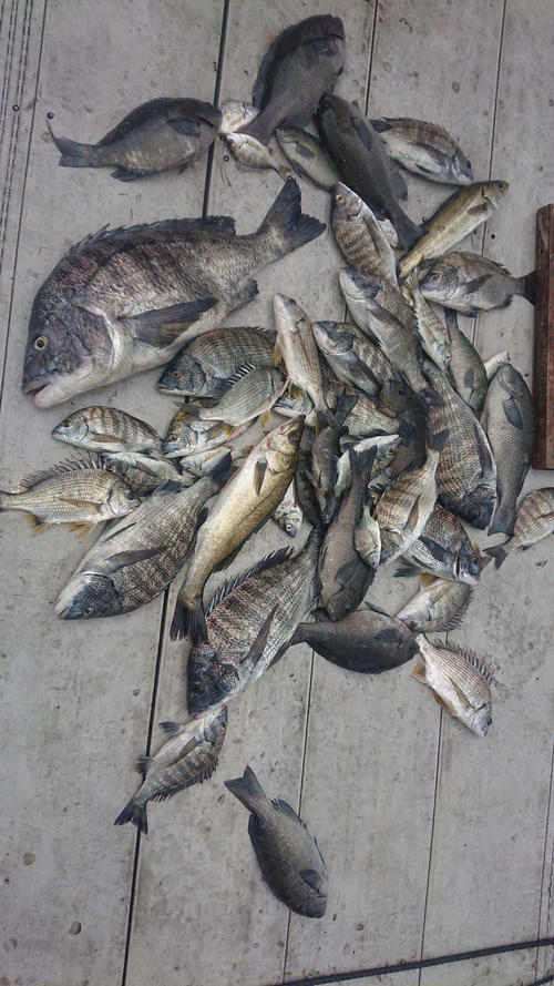 当日の釣果