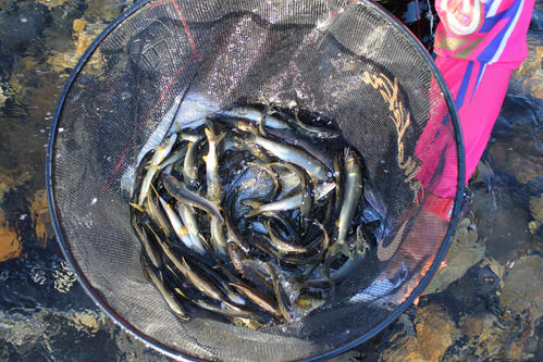 当日の釣果