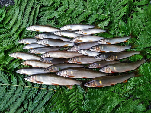 当日の釣果