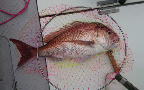 沖野船長が釣った78センチのマダイ