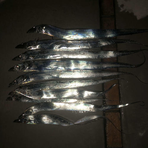 当日の釣果