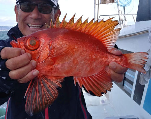深海魚なのにサッパリした脂分。チカメキントキと申します