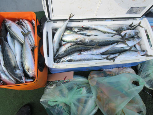 クーラーに入り切れないほどの釣果