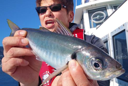 熱海沖はスゴいな。40センチ級のアジが普通に釣れちゃうからな