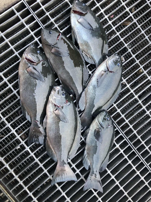 筆者の釣果