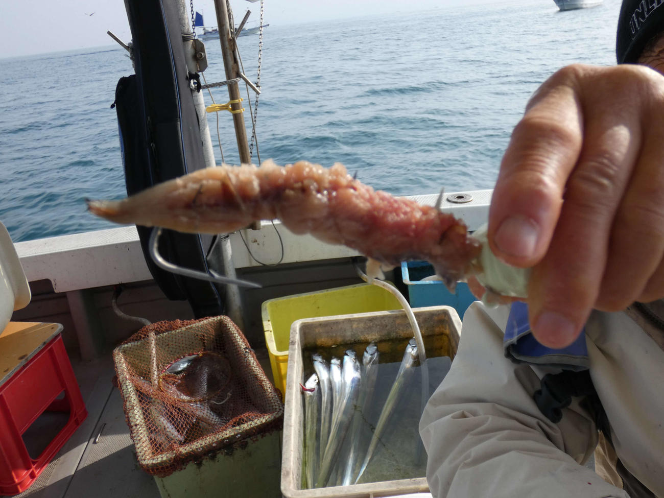 エサ持ち抜群！サンマ切り身で快釣
